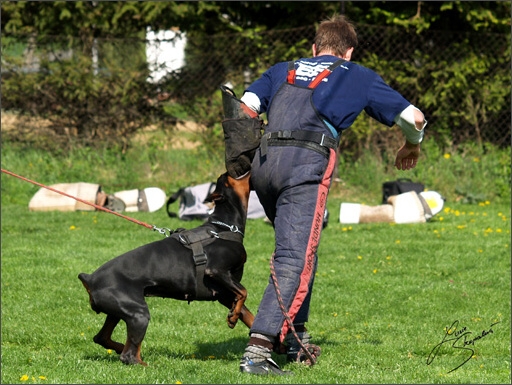 Dogs in training 5/2008